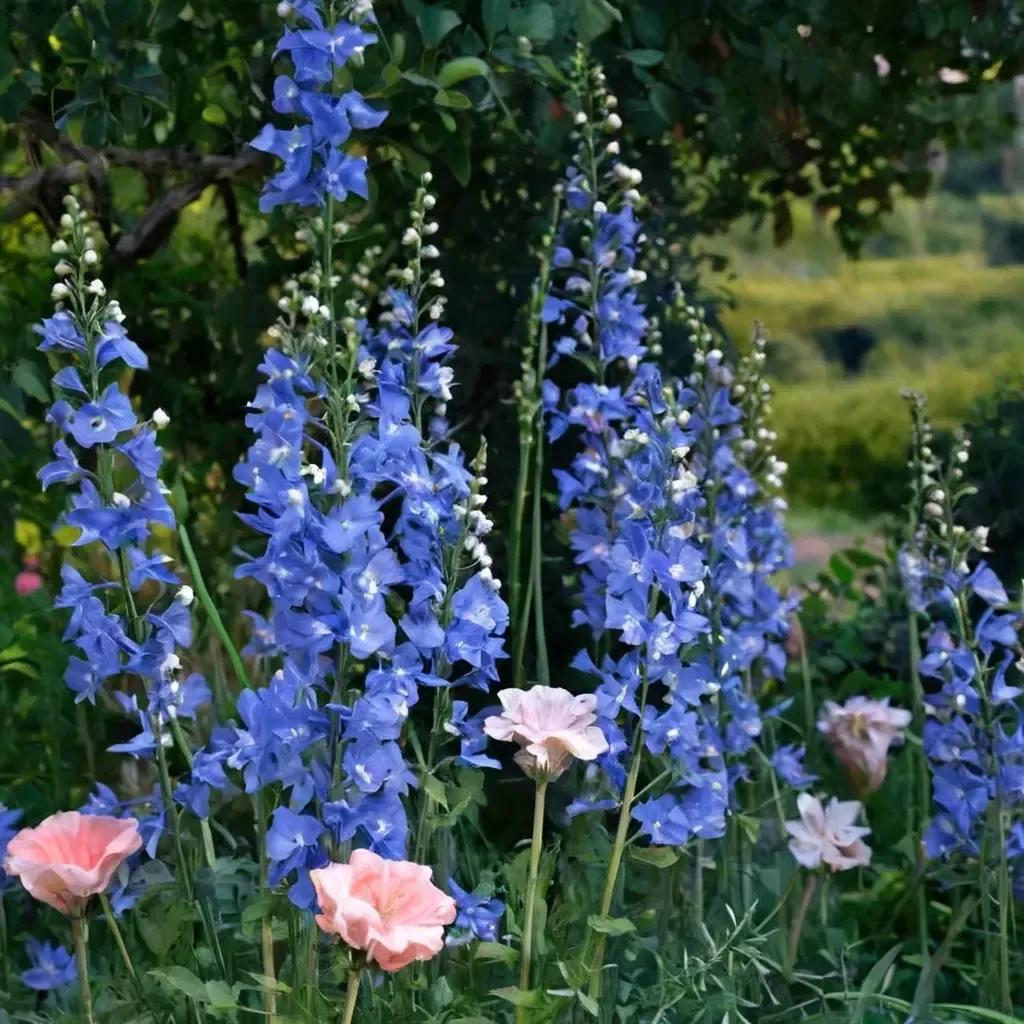 Delphinium 'Double Blue'