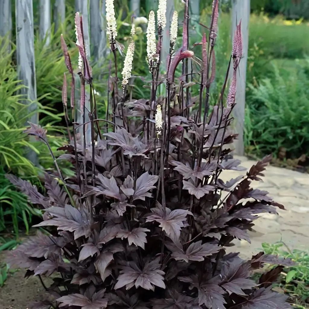 Actaea racemosa 'Brunnette Black'