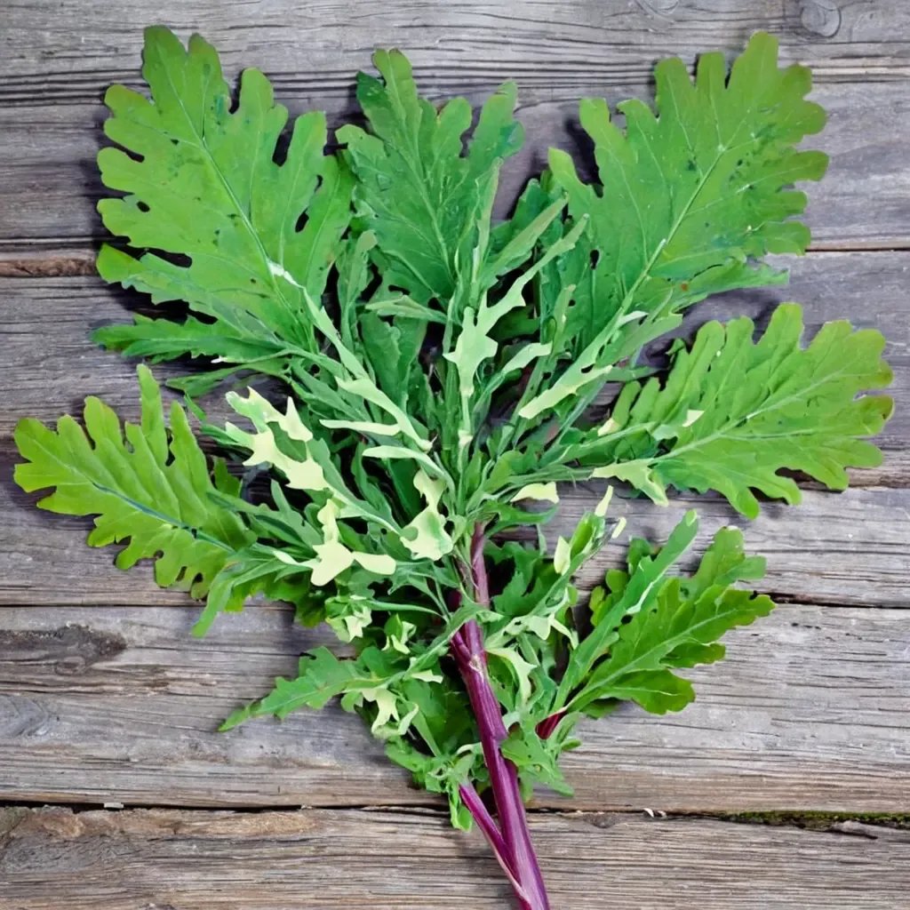 Brassica oleracea 'Red Russian'