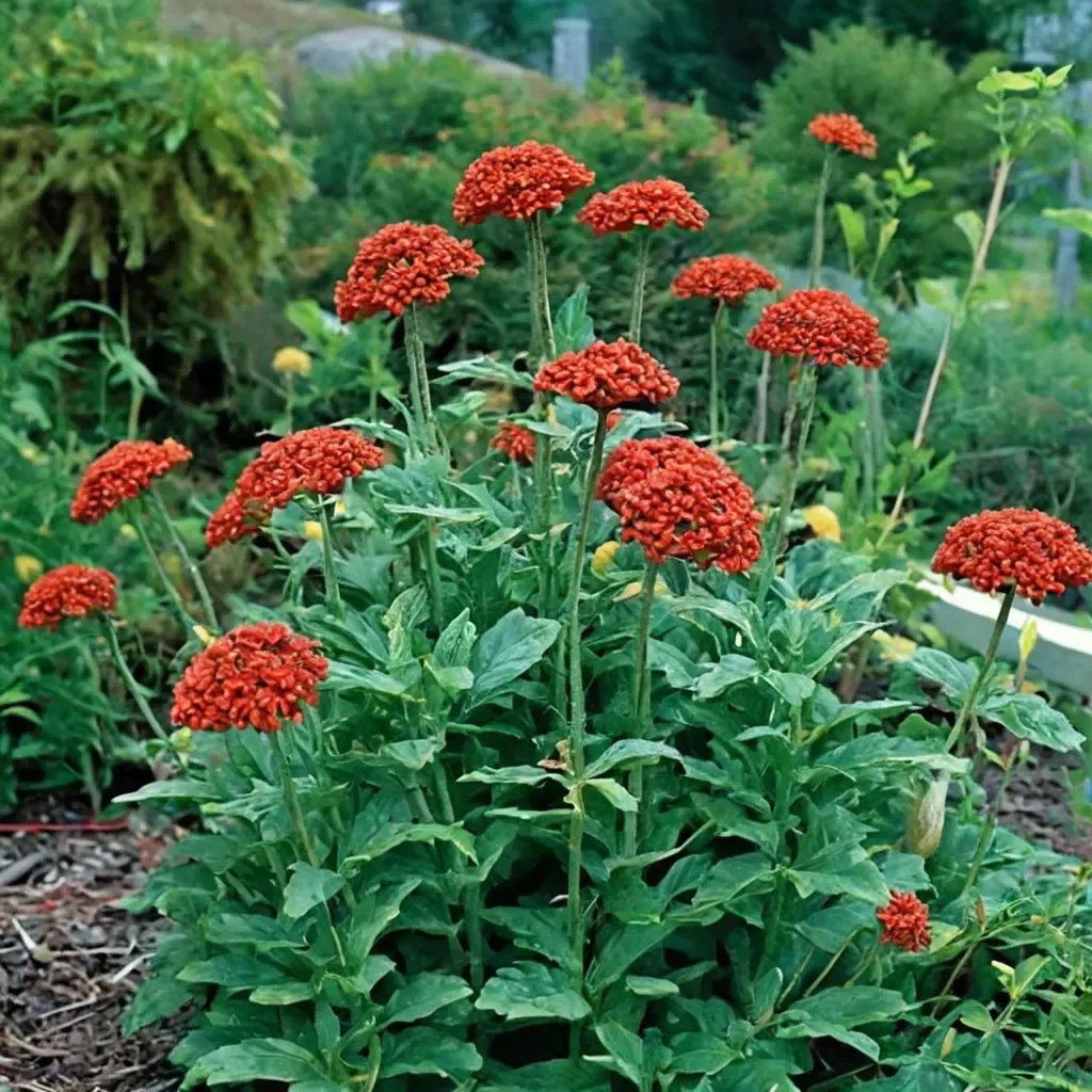 Lychnis coronaria 'Maltese Cross'