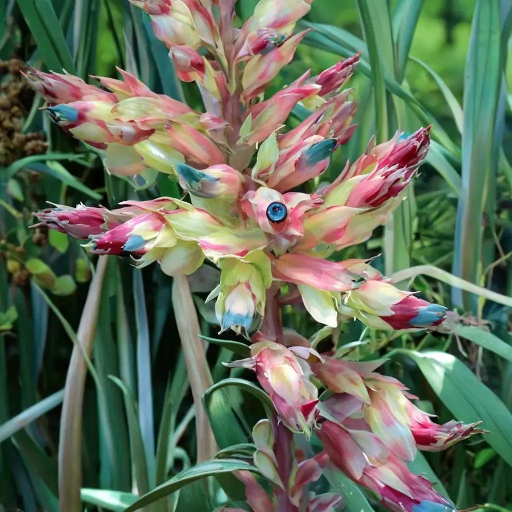 Puya dyckioides