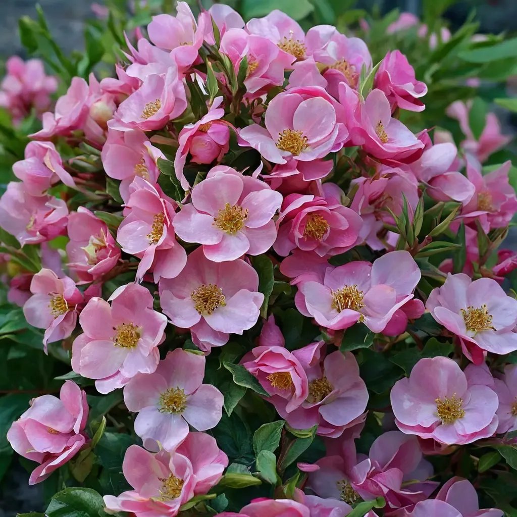 Rosa x hybrida 'Forever Ever Pink'