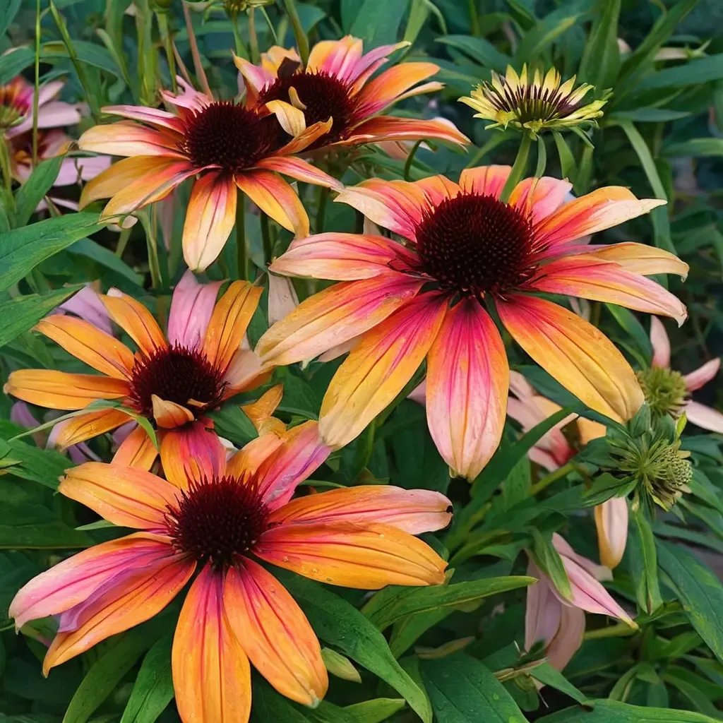 Echinacea purpurea 'Rainbow Marcella'