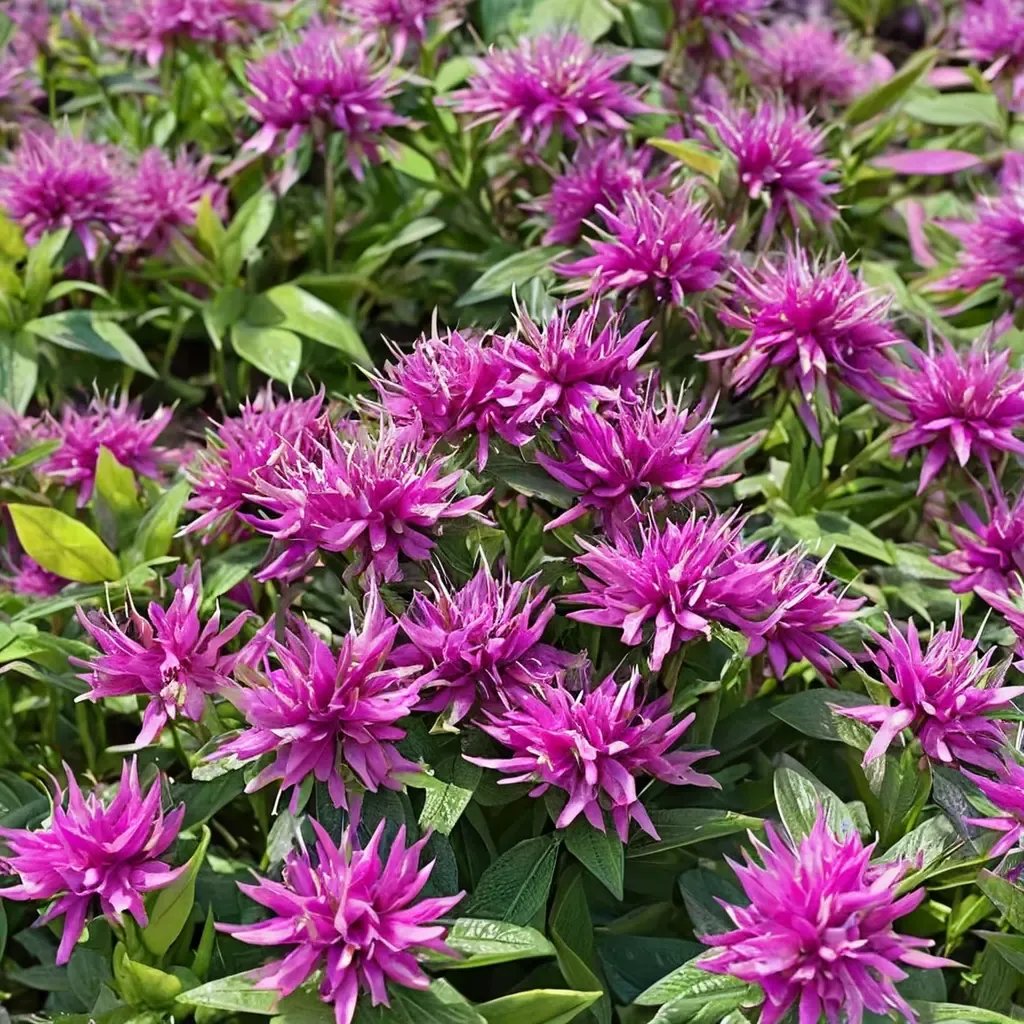 Monarda didyma 'Balmy Lilac'
