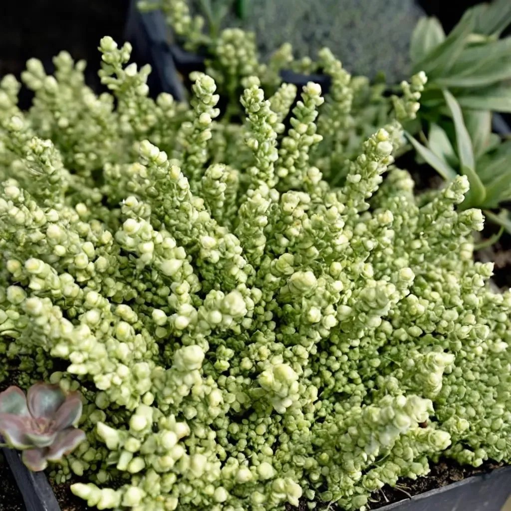 Sedum acre 'Elegans'