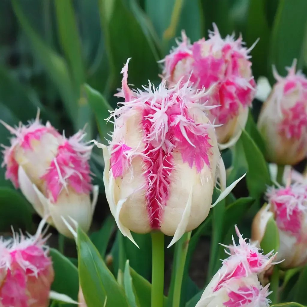 Tulipa tulipa 'Drakensteyn'