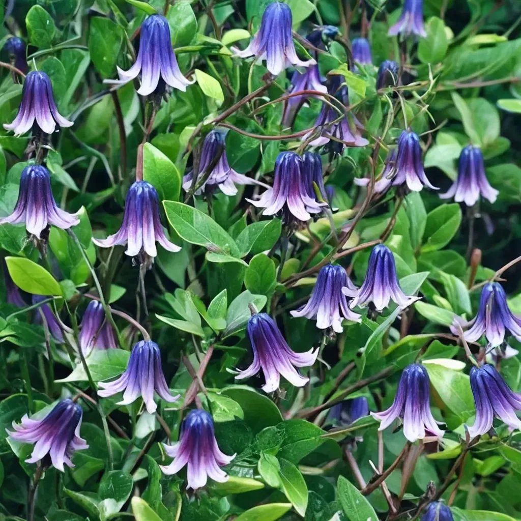 Clematis x Roguchi