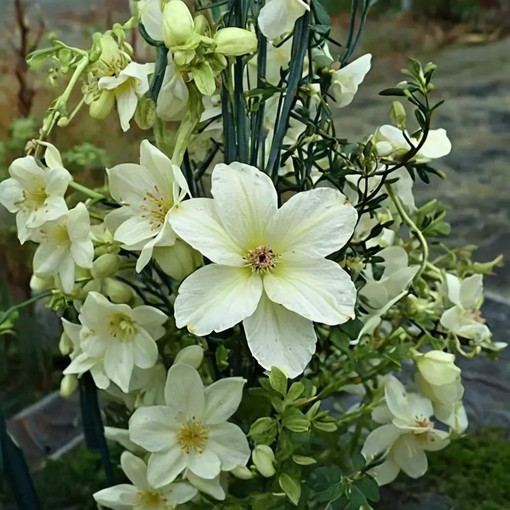 Clematis x cartmanii 'Sweetheart'