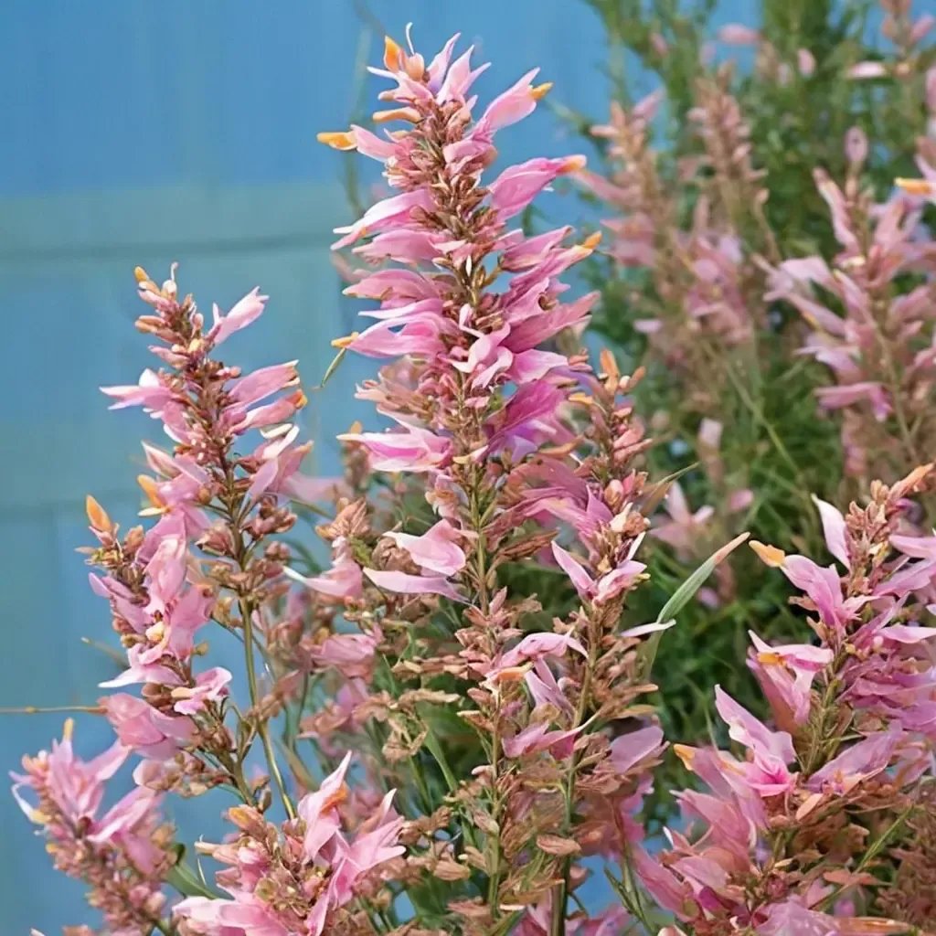 Agastache x hybrida 'Sunrise Salmon Pink'