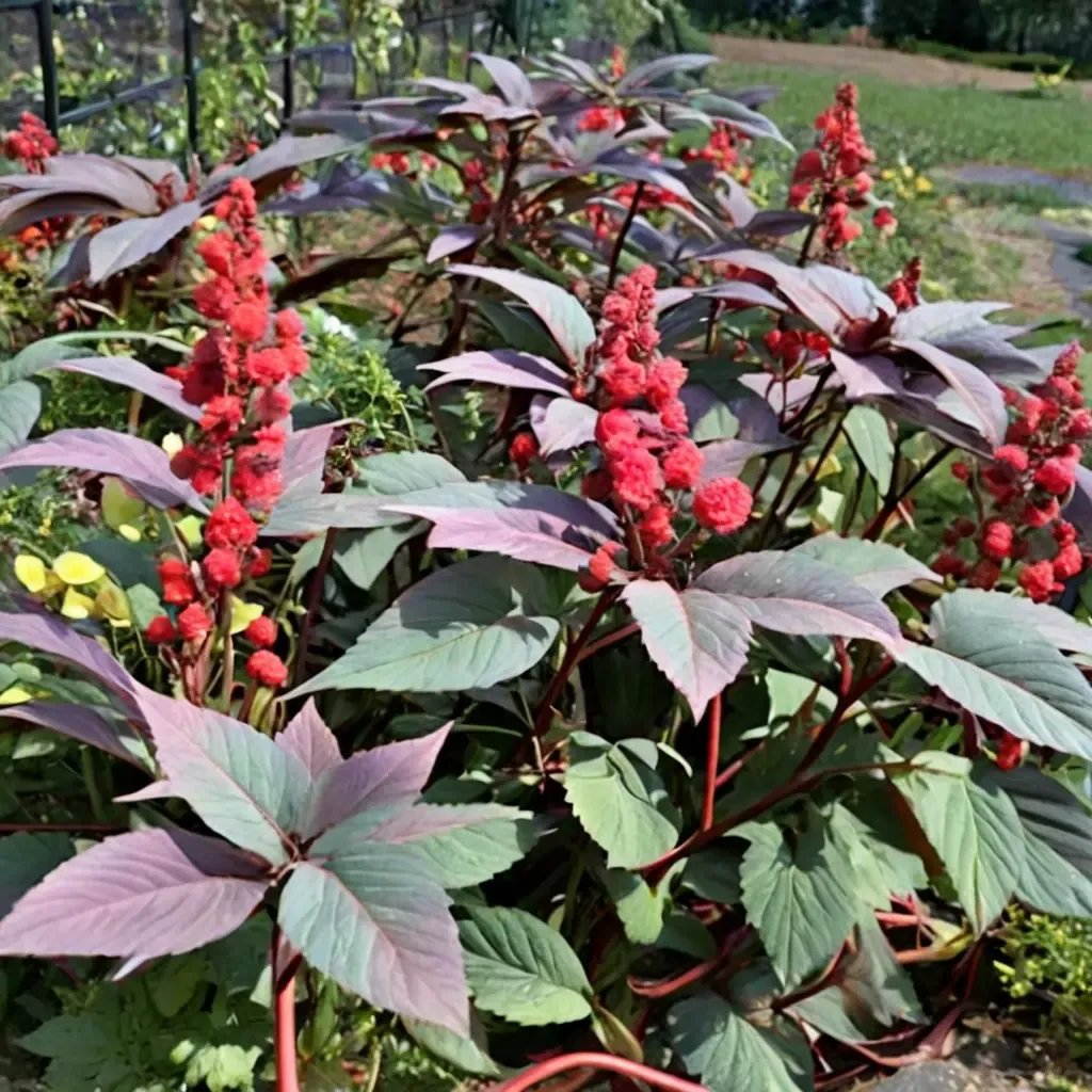 Ricinus communis 'Carmencita'
