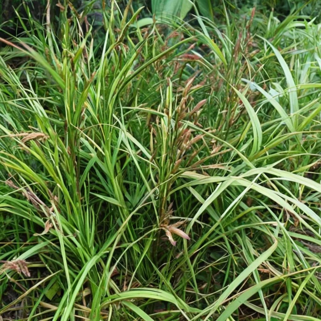 Carex muskingumensis 'Wachtposten'