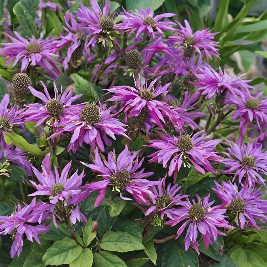 Monarda didyma 'Bee Pretty'