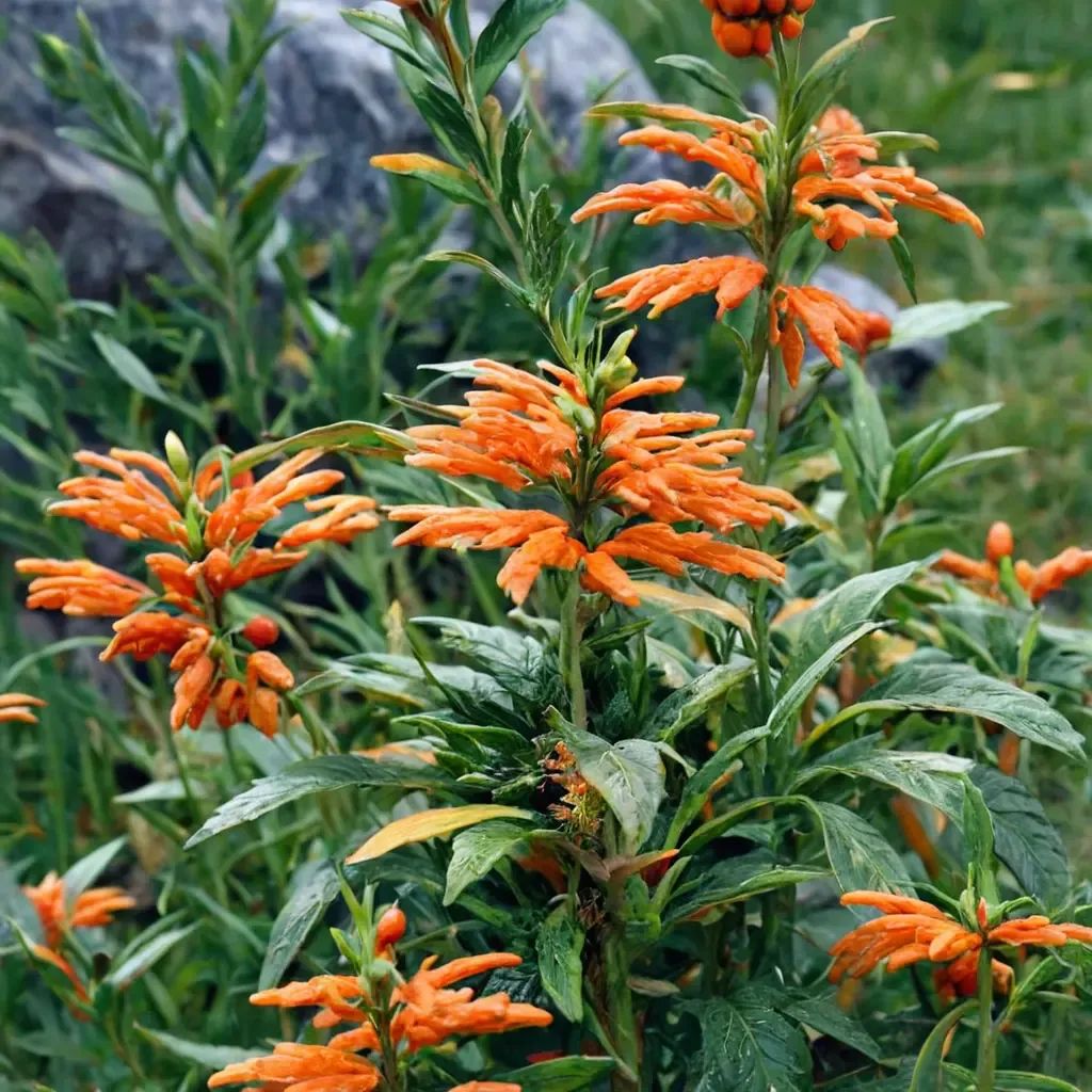 Leonotis leonurus