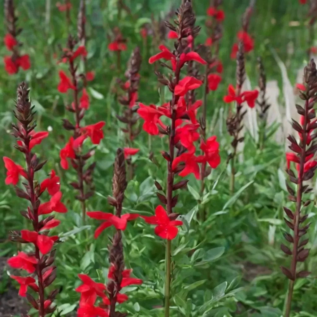 Salvia x superba 'Windwalker Royal Red'