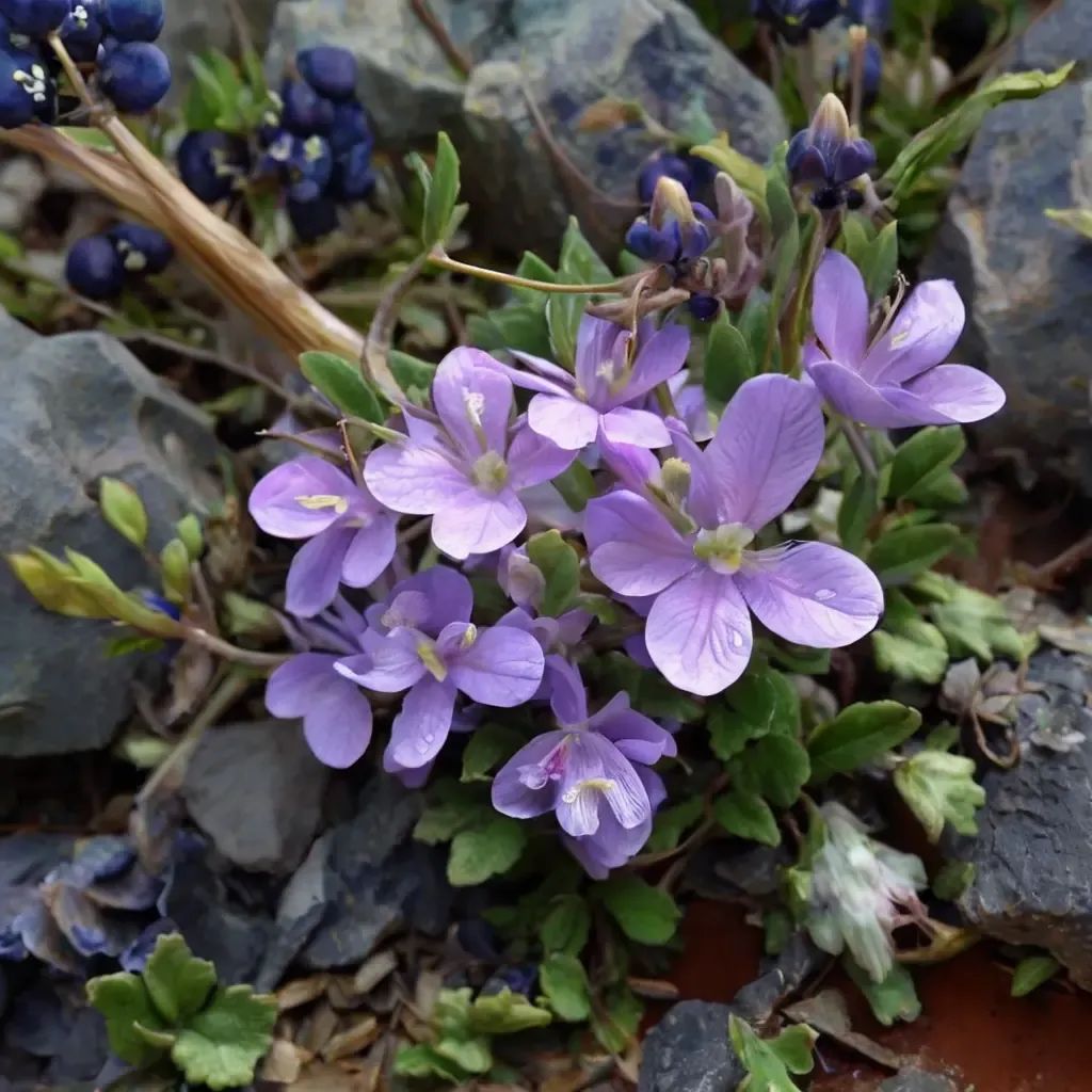 Campanula celsii
