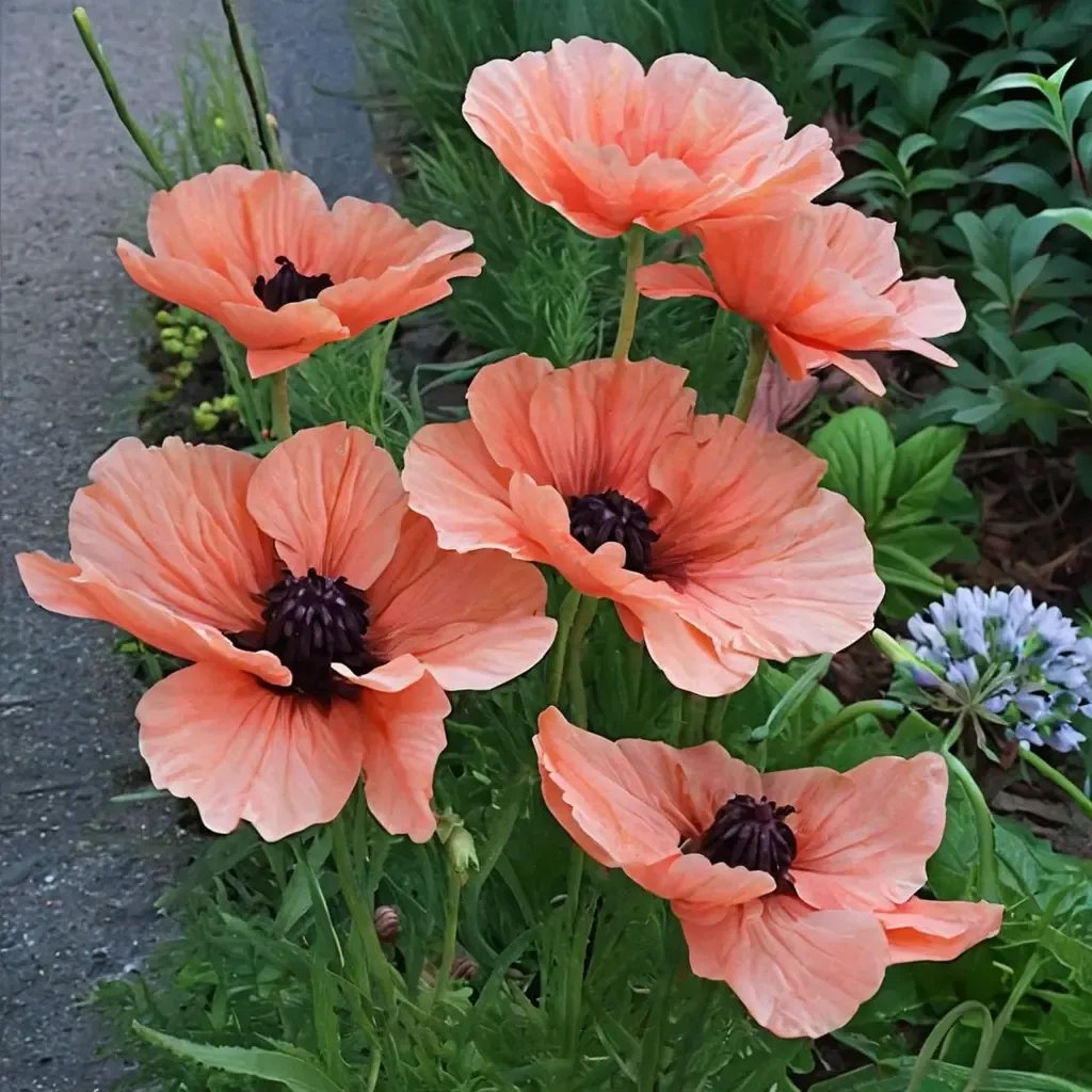 Papaver orientale 'Prinzessin Victoria Louise'