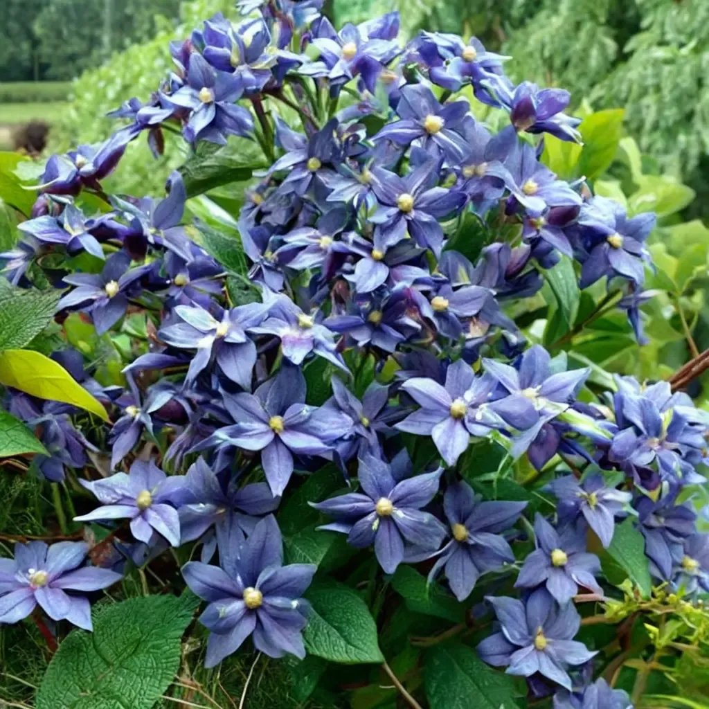 Clematis durandii