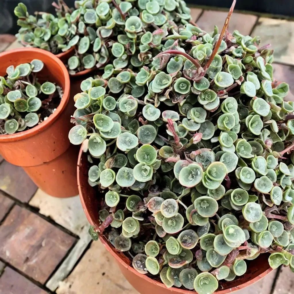 Sedum repens