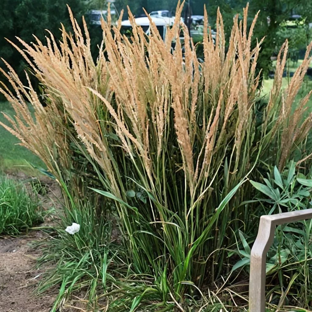 Calamagrostis acutiflora 'Stricta'