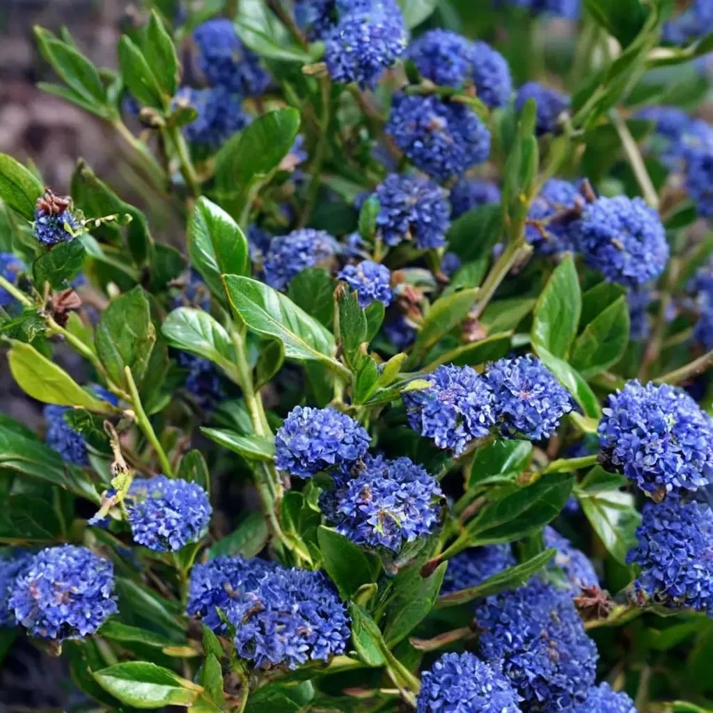 Ceanothus cordulatus 'Concha'