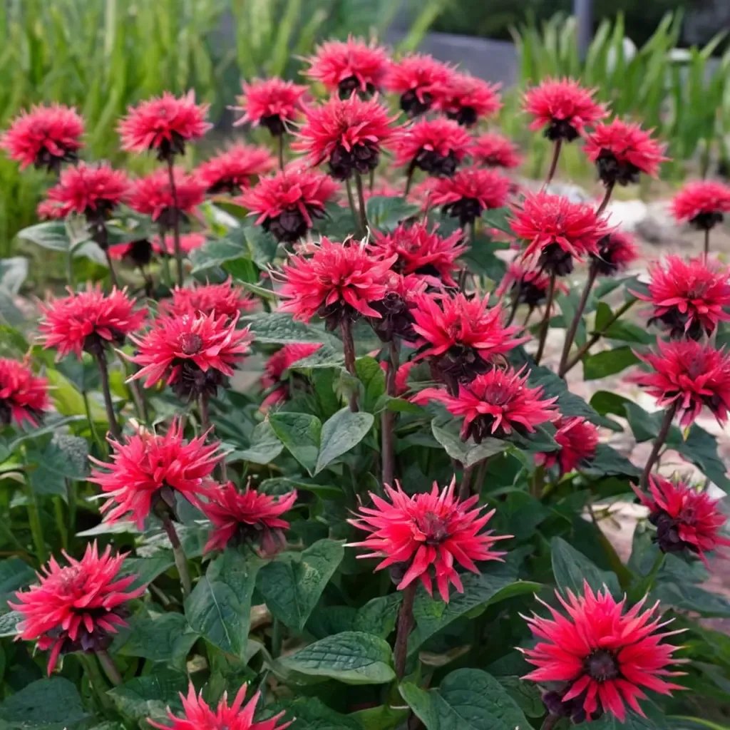 Monarda didyma 'Bee-Happy'