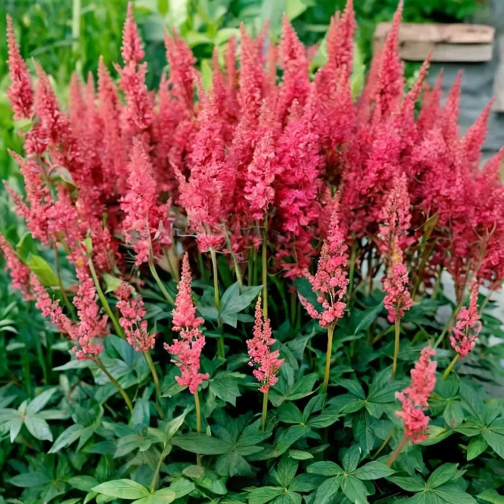 Astilbe x arendsii 'Montgomery'