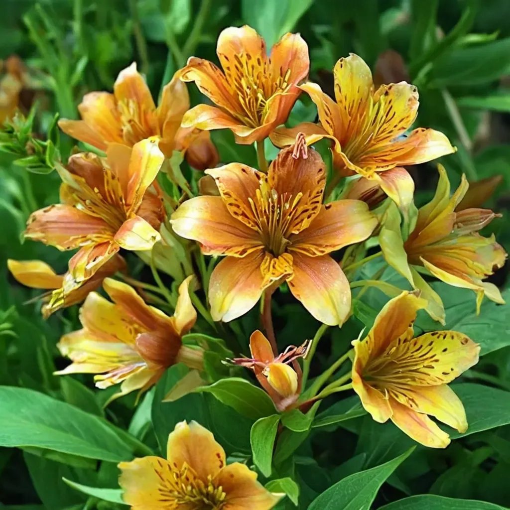 Alstroemeria x hybrida 'The Third Harmonic'