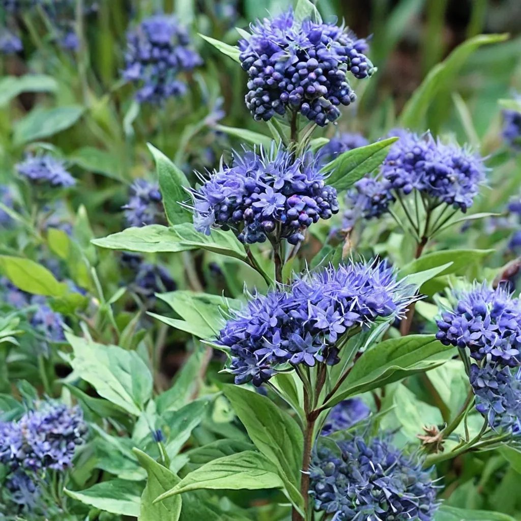Caryopteris x clandonensis 'Longwood Blue'