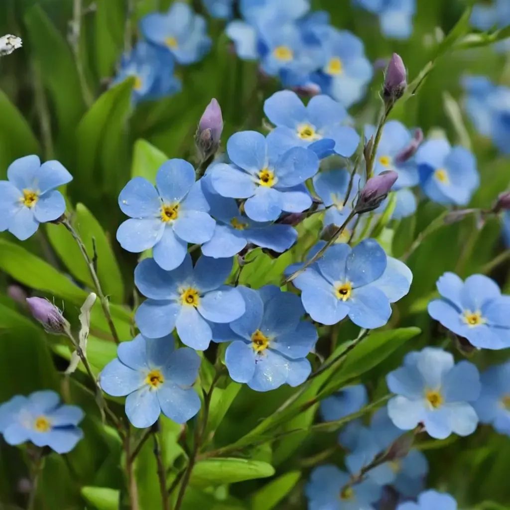 Myosotis sylvatica