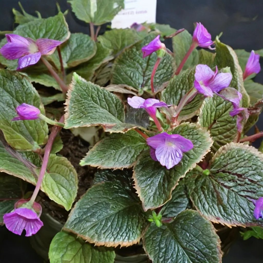Eucodonia x hybrida 'Adele'