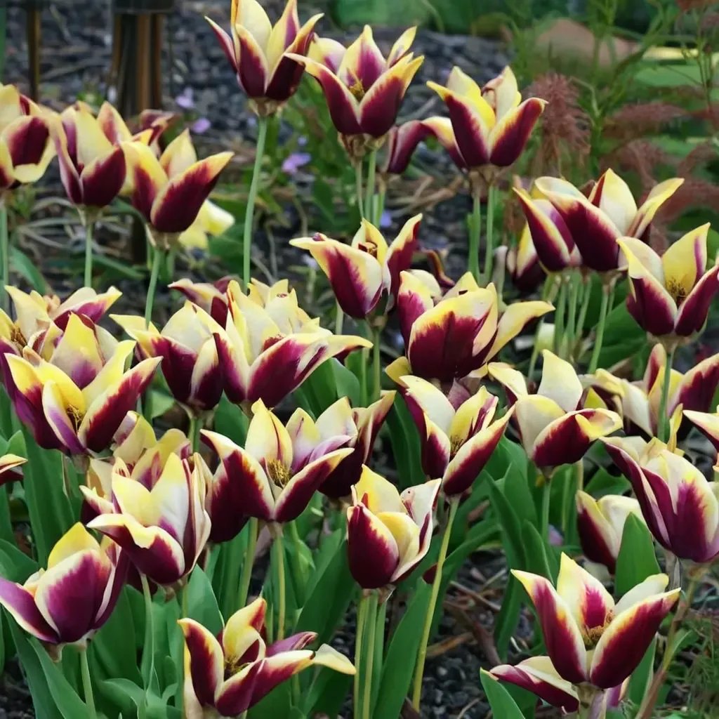 Tulipa tulipa 'Gavota'