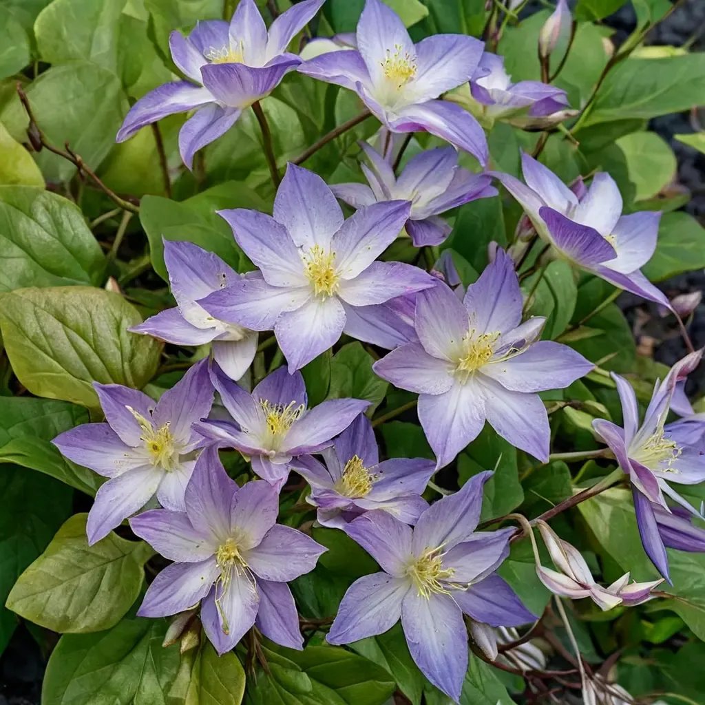 Clematis viticella 'Lucky Charm'
