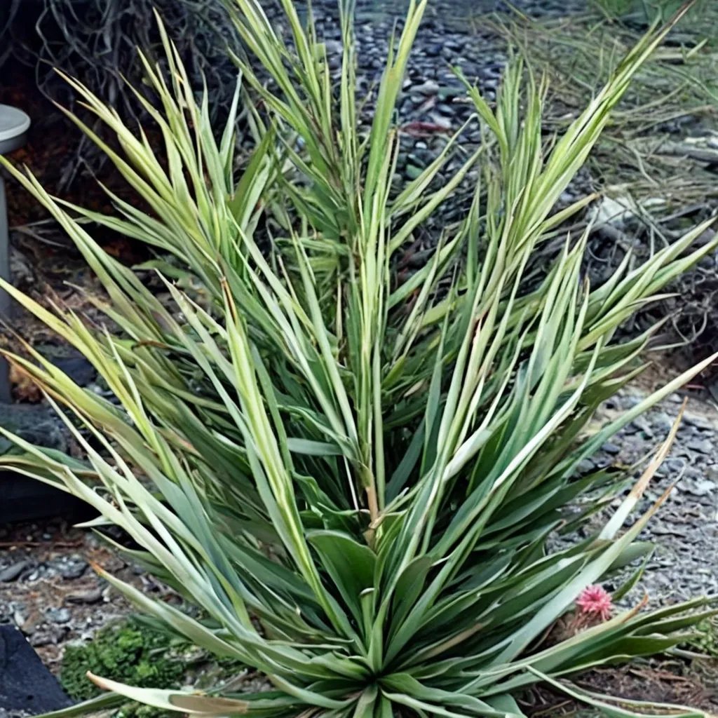 Agave striata 'Espadina Form'