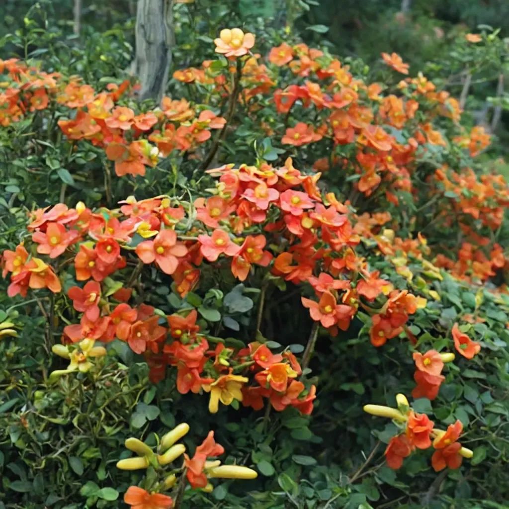 Streptosolen jamesonii