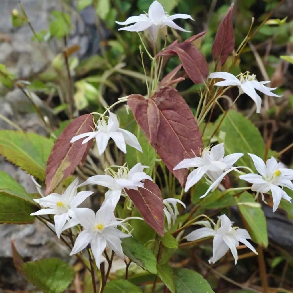 Epimedium ogisui