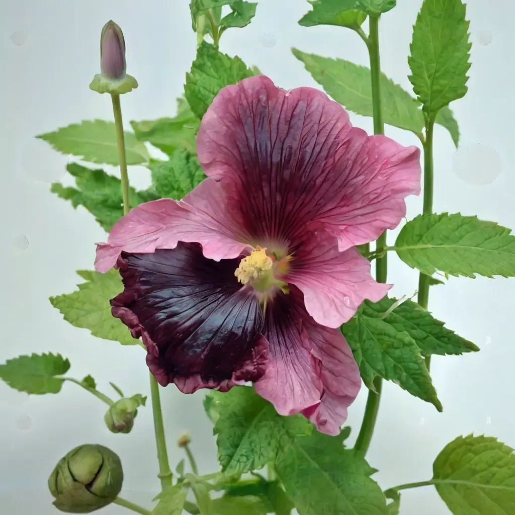 Alcea roseau