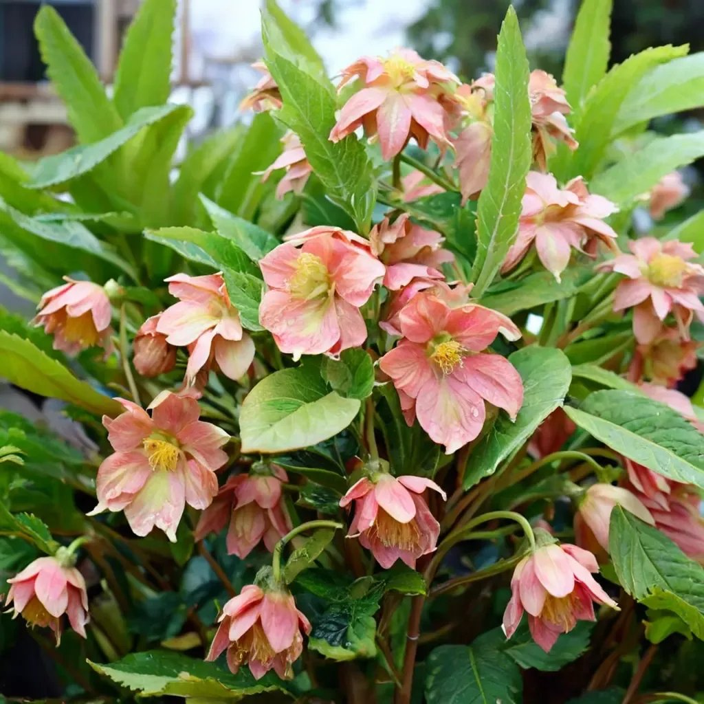 Helleborus orientalis 'Double Peach Blush'