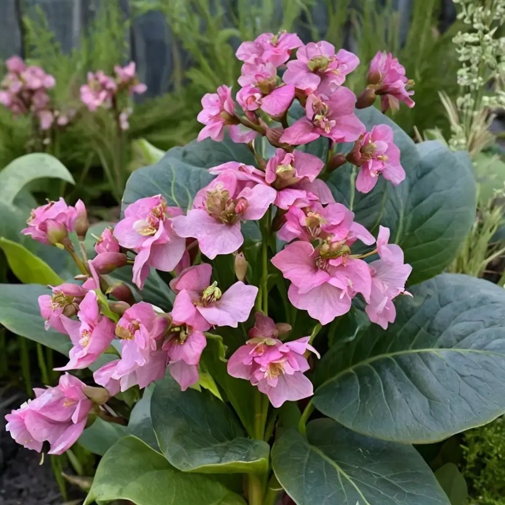 Bergenia crassifolia 'Miss Piggy'