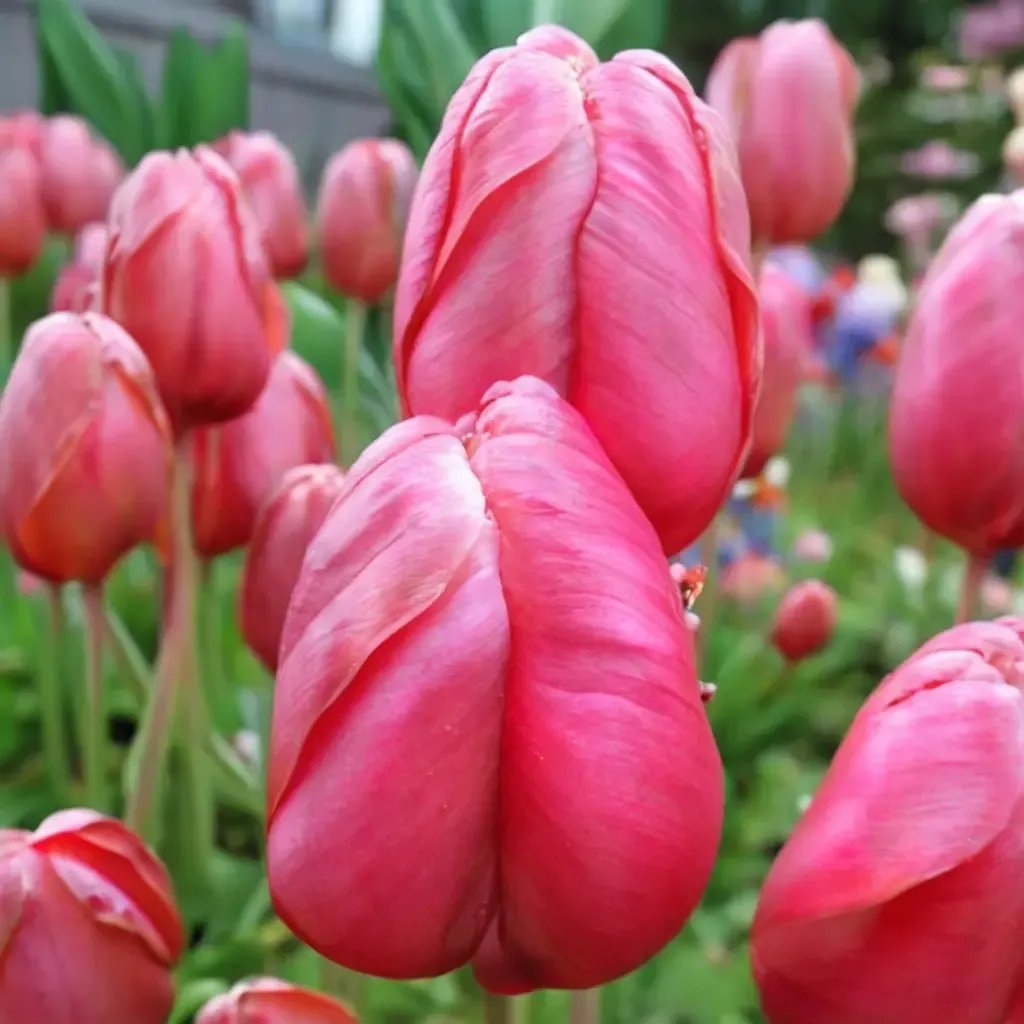 Tulipa tulipa 'Renown'