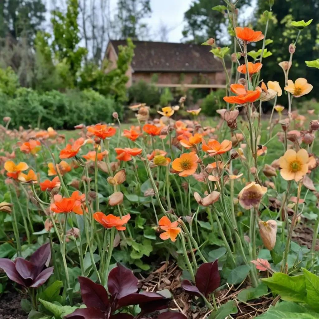 Geum coccineum 'Totally Tangerine'
