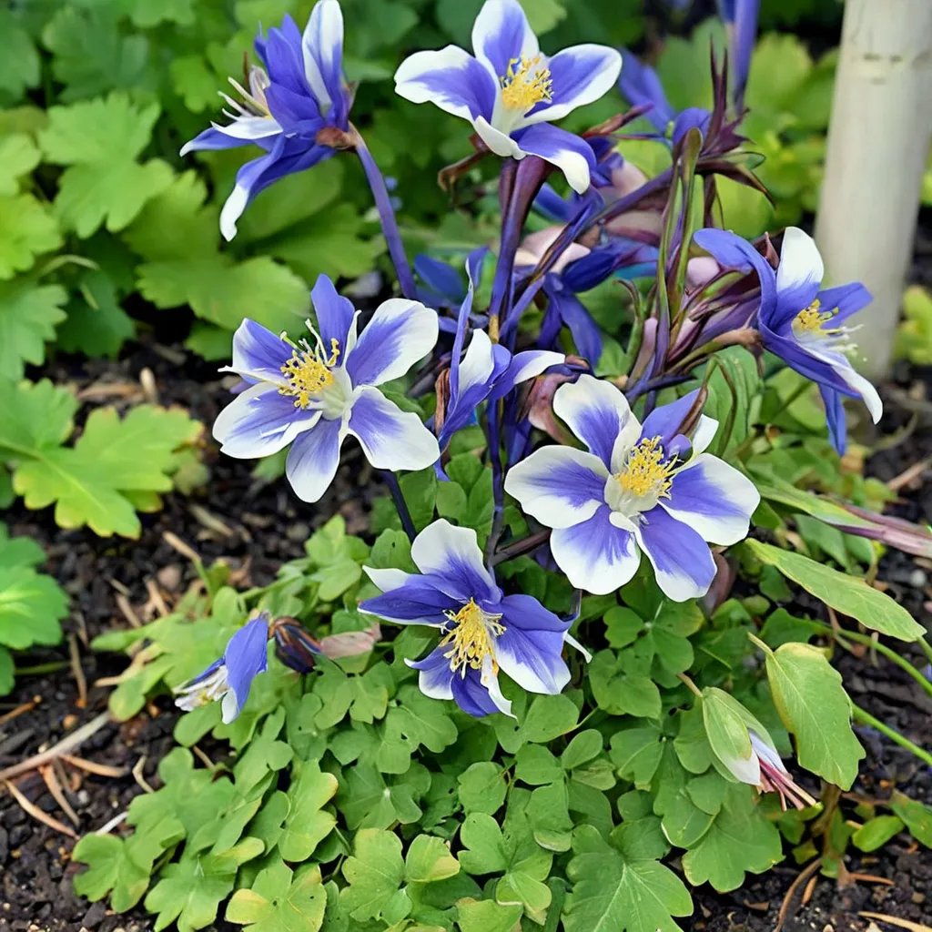 Aquilegia x hybrida 'Blue and White'