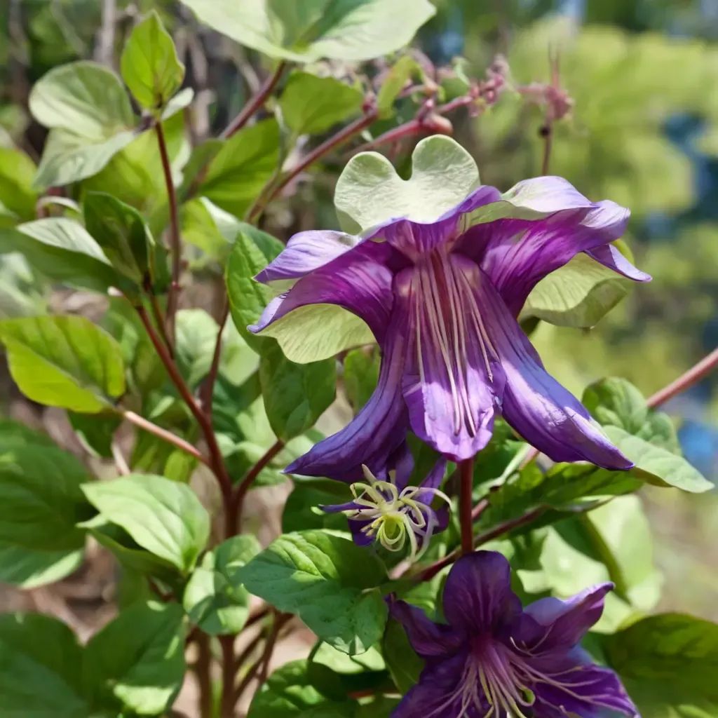Cobaea scandens