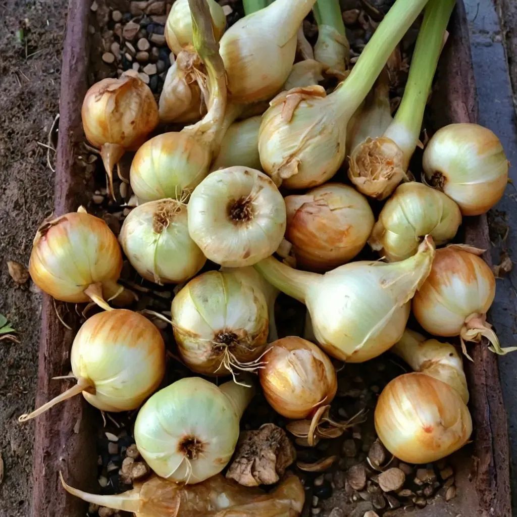 Allium cepa 'Cipollini Borrettana'