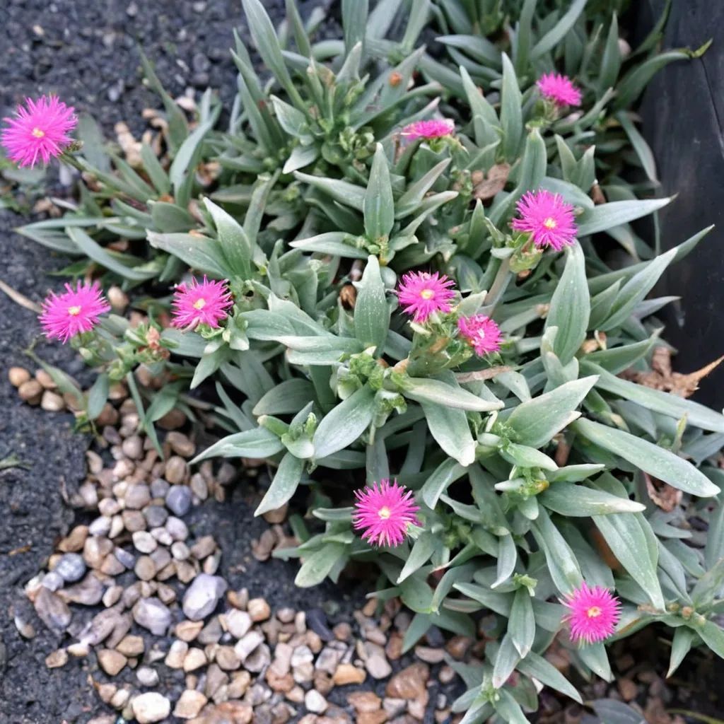 Ruschia indurata