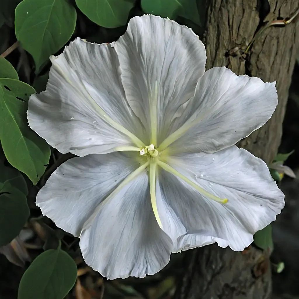 Ipomoea alba