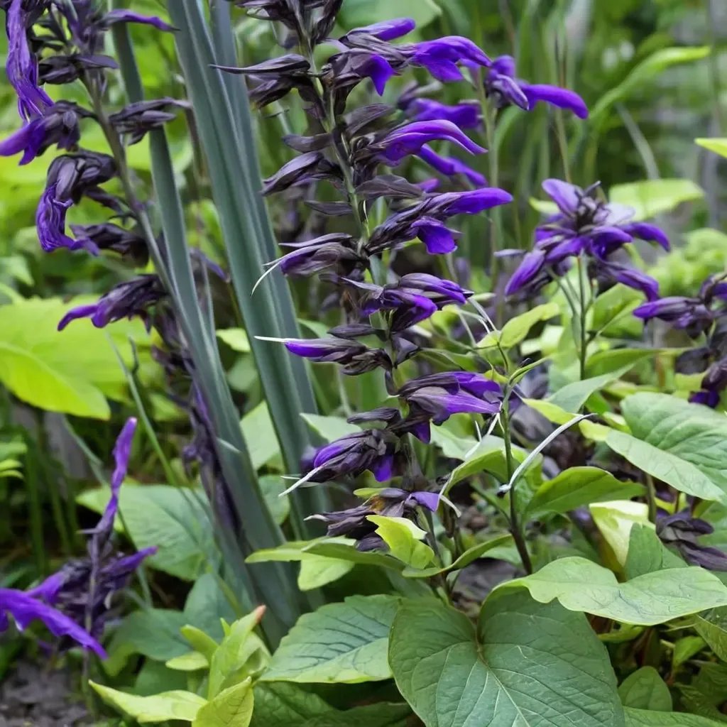 Salvia guaranitica 'Amistad'