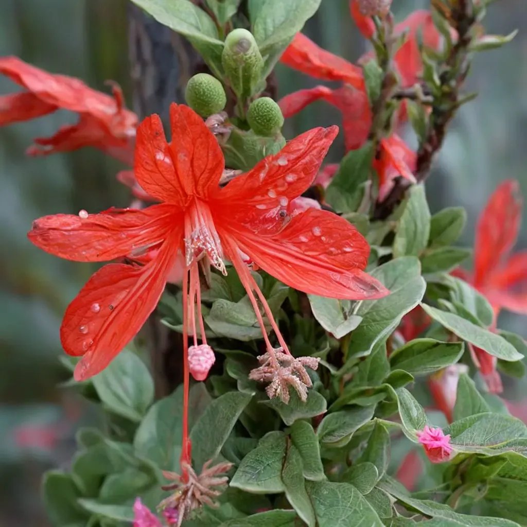 Zauschneria cana 'Calistoga Hybrids'