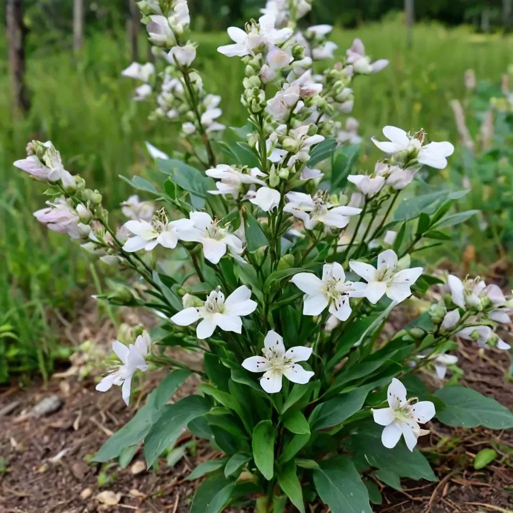 Penstemon digitalis