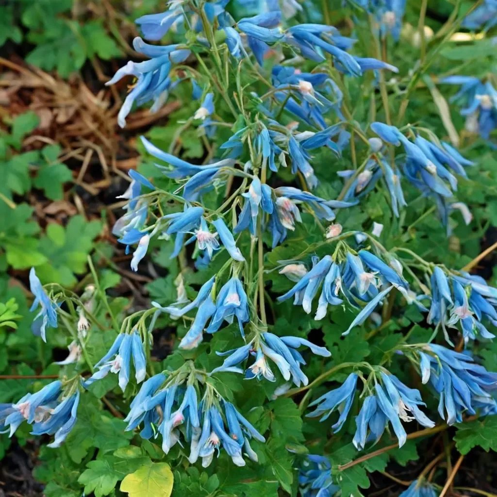 Corydalis flexuosa 'Blue Panda'