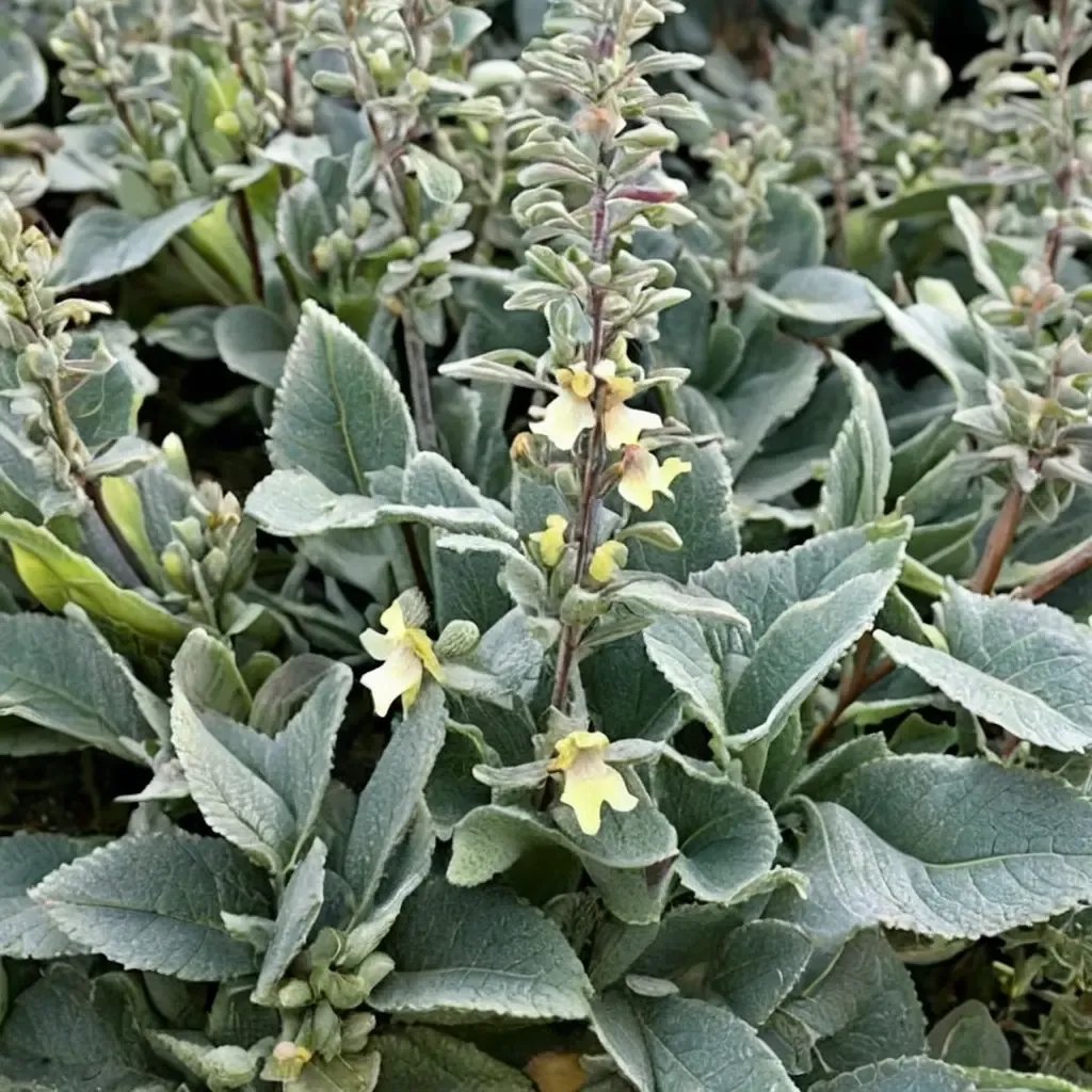 Stachys chrysantha